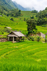 Rice terraces in northern Vietnam - 744185409