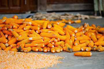Yellow corn drying outdoors - 744185435