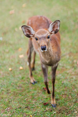 Deer in Nara - 744186298