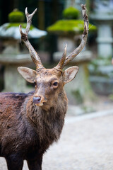 Deer in Nara - 744186458