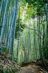Bamboo forest in Kyoto Japan