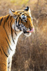 Royal bengal tiger