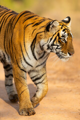 Royal bengal tiger - 744187029