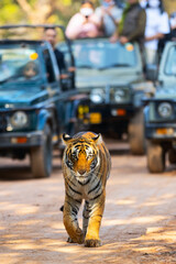 Royal bengal tiger - 744187039