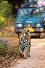 Royal bengal tiger - 744187079