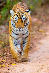 Royal bengal tiger - 744187085