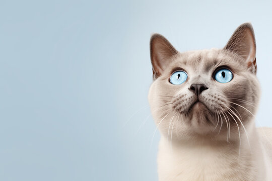 Cute british shorthair siamese cat with blue eyes looking up on solid soft grey background
