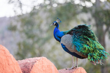 Male peacock in India