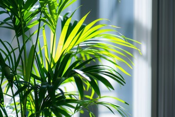 A lush green indoor plant near a window, bathed in sunlight.