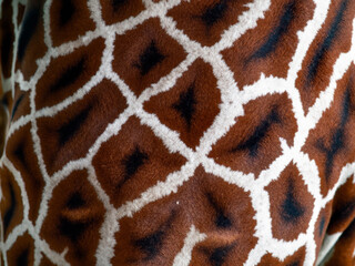 giraffe skin texture