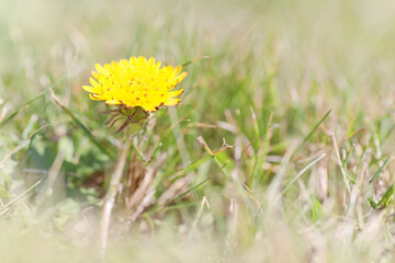 Yellow dandelion flower on sunny day, Taraxacum officinale