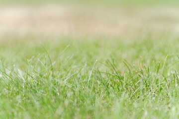 Close-up of green grass as background - 744191229