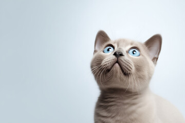Banner with a cute british shorthair cat with blue eyes looking up on solid soft grey background