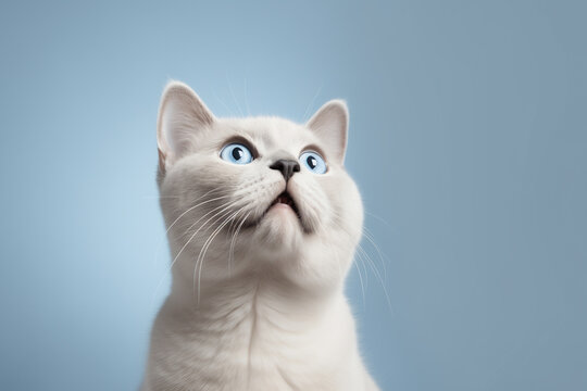 Banner with a british shorthair cat with blue eyes looking up on solid soft blue background