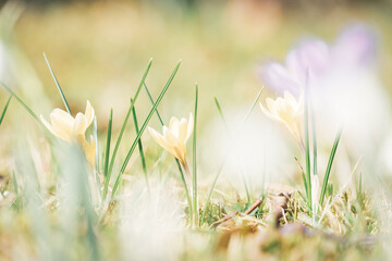 Frühlingsaufnahme - gelbe Krokusblumen malerisch in Szene gesetzt, etwas hellereses Bild von...
