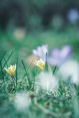 Frühlingsaufnahme - gelbe Krokusblumen malerisch in Szene gesetzt, etwas hellereses Bild von...