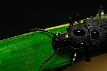 Darkling beetle. Coleoptera Carabidae Insects in Nature. Mealworm beetle Tenebrio molitor, a species of darkling beetle pest of grain and grain products as well as home products