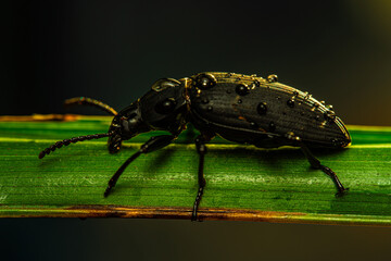 Darkling beetle. Coleoptera Carabidae Insects in Nature. Mealworm beetle Tenebrio molitor, a species of darkling beetle pest of grain and grain products as well as home products