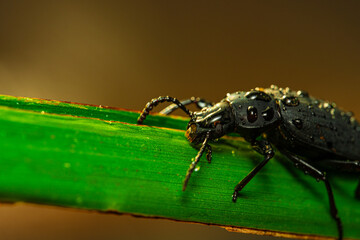 Darkling beetle. Coleoptera Carabidae Insects in Nature. Mealworm beetle Tenebrio molitor, a species of darkling beetle pest of grain and grain products as well as home products