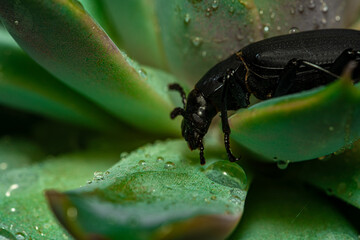 Darkling beetle. Coleoptera Carabidae Insects in Nature. Mealworm beetle Tenebrio molitor, a species of darkling beetle pest of grain and grain products as well as home products