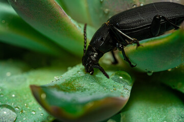 Darkling beetle. Coleoptera Carabidae Insects in Nature. Mealworm beetle Tenebrio molitor, a species of darkling beetle pest of grain and grain products as well as home products