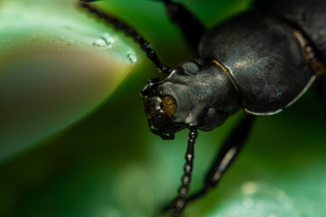 Darkling beetle. Coleoptera Carabidae Insects in Nature. Mealworm beetle Tenebrio molitor, a species of darkling beetle pest of grain and grain products as well as home products