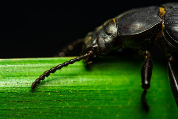 Darkling beetle. Coleoptera Carabidae Insects in Nature. Mealworm beetle Tenebrio molitor, a species of darkling beetle pest of grain and grain products as well as home products