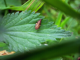 Leaf plant hopper on leaf