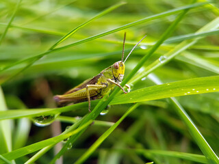 Grasshopper cricket in grass