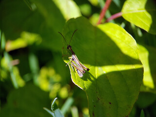 Grasshopper cricket in grass