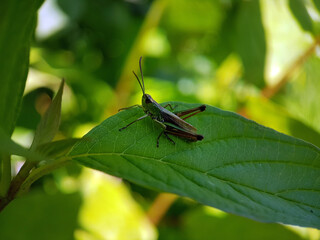 Grasshopper cricket in grass