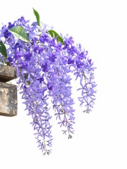 Purple Petrea Volubilis flowers isolated on white background - 744203222