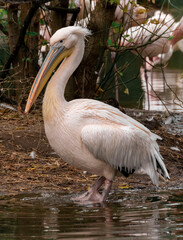 pelican wading in the water