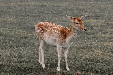deer walking in a meadow