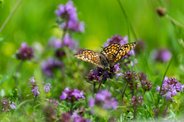 colorful butterfly sitting on a flower