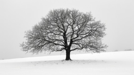 Fototapeta na wymiar Amidst the winter fog and freezing blizzard, a lone tree stands tall in the monochrome landscape, its branches dusted with snow, a symbol of resilience and strength in the face of nature's harsh embr