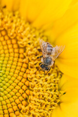 Macro Elegance: Honey Bee Sipping Nectar from a Radiant Yellow Sunflower Bloom