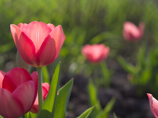 Beautiful pink tulips - 744207859