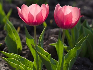 Beautiful pink tulips - 744207886
