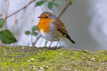 robin on a branch