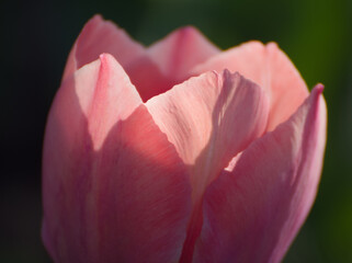 Beautiful pink tulip - 744208035