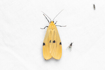 Fototapeta na wymiar the four-spotted footman (Lithosia quadra) on white background
