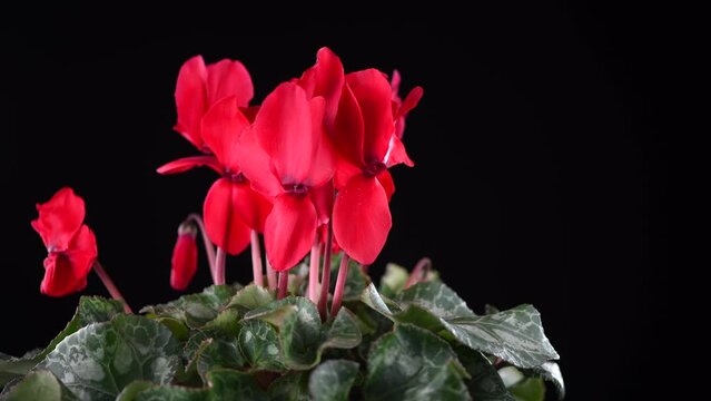 Cyclamen Persicum red flower blooming close up, rotating over black background. Beautiful bright cyclamen plant growing. Close up