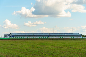 A beautiful rural field against a background of blue sky and clouds. Agro-industrial complex for the cultivation of cereals, wheat, legumes, barley, beans.