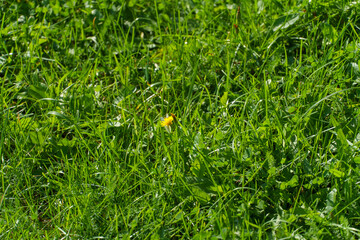 A green field and a yellow dandelion in the center. One modest dandelion in the middle of the green...