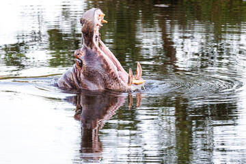 Hippo