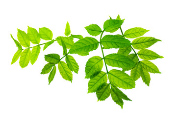 Elderberry . elderberry - a medicinal plant good for health. Green spring elderberry leaves....