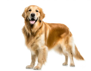 Hund Golden Retriever stehend isoliert auf weißen Hintergrund, Freisteller 