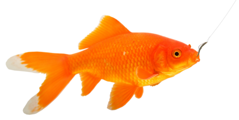 Gold fish that has swallowed the phishing bait