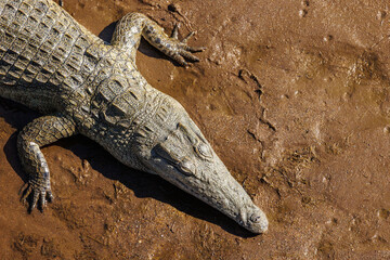 Krokodil